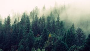 floresta